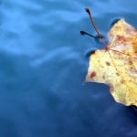 Environmental Management - leaf floating in clean blue water