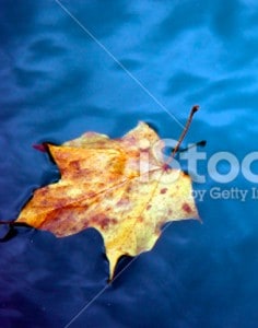 Environmental Management - leaf floating in clean blue water