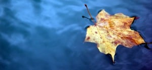 Environmental Management - leaf floating in clean blue water